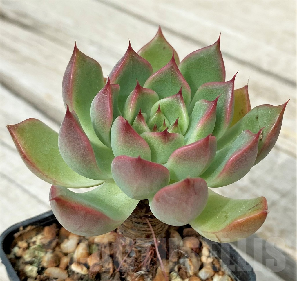 SH17869 Echeveria hybrid