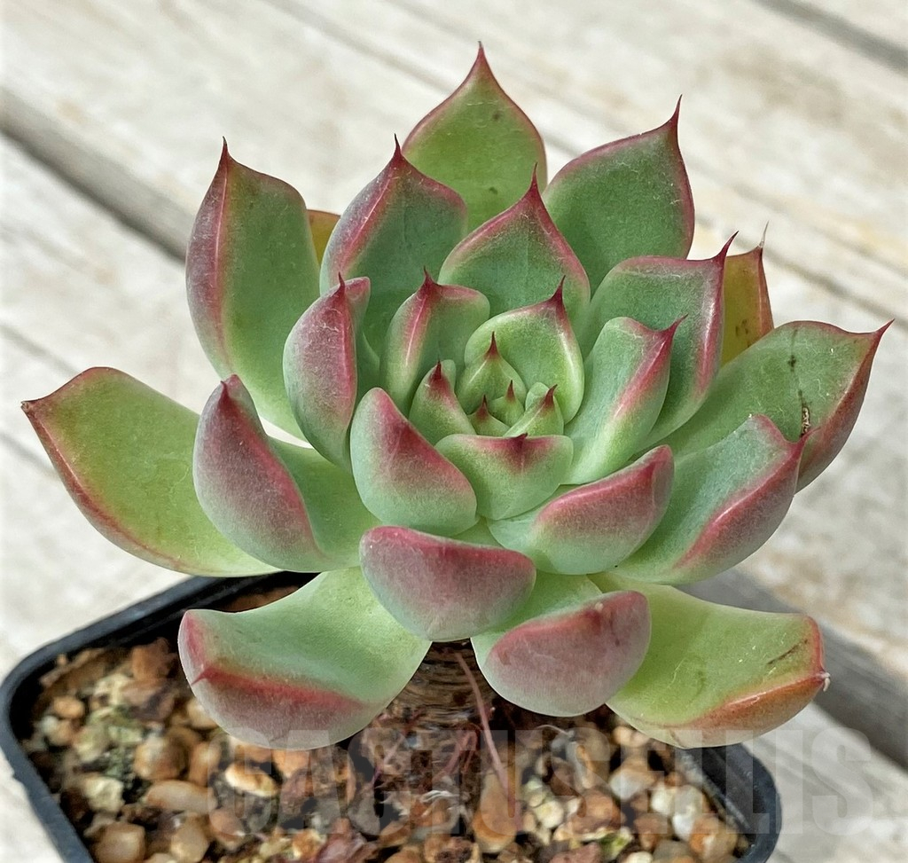SH17869 Echeveria hybrid - Зображення 2