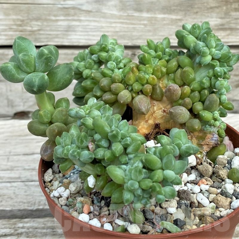 SH17855 Pachyphytum 'Chiseled Stones' f. cristata