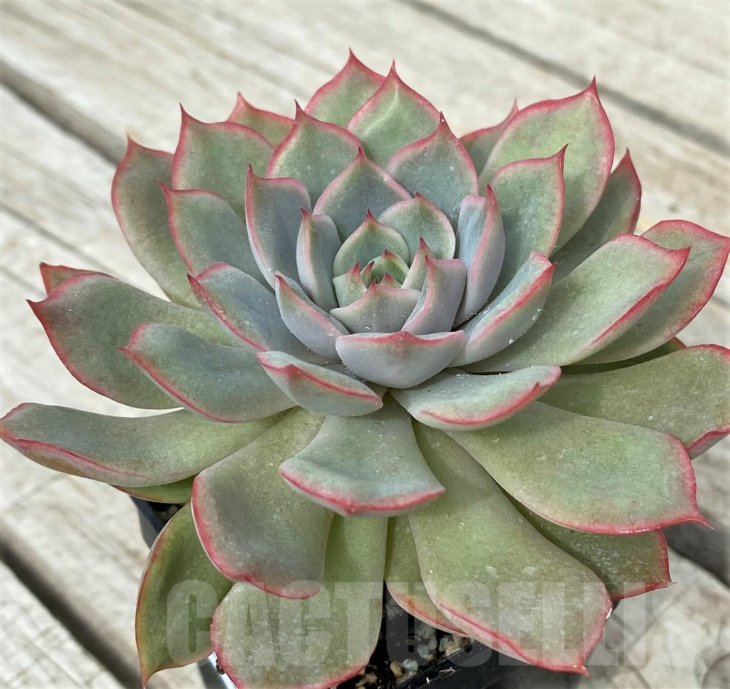 SH17870 Echeveria 'Hercules'