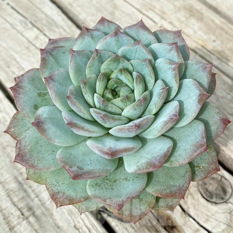 SH17871 Echeveria laui hybrid