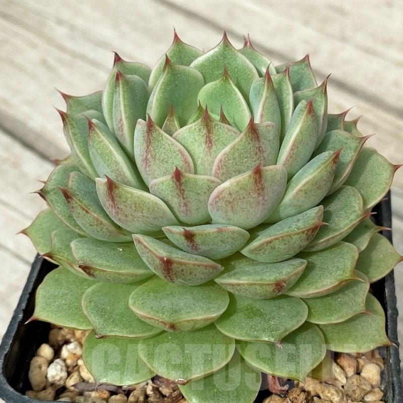 SH17872 Echeveria purpusorum hybrid
