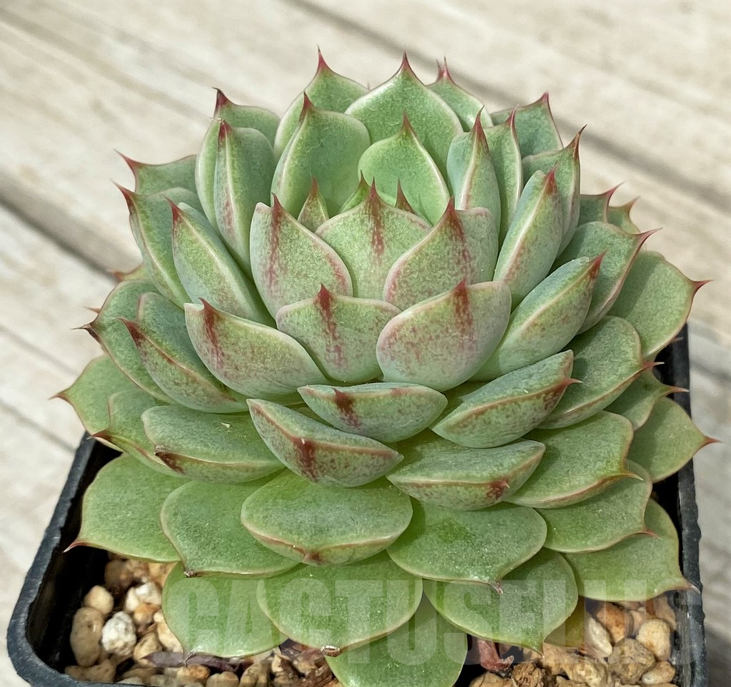SH17872 Echeveria purpusorum hybrid