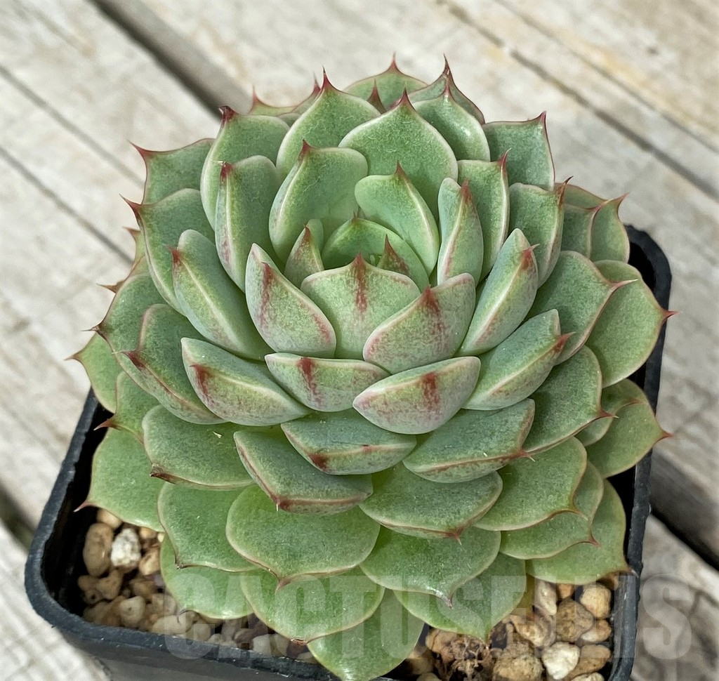 SH17872 Echeveria purpusorum hybrid - Зображення 2