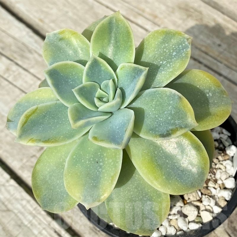 SH17873 Echeveria ‘Harry Watson’ f. variegata