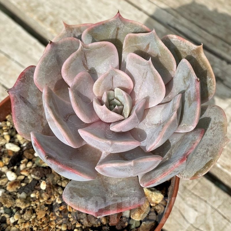 SH17874 Echeveria 'Pollux'