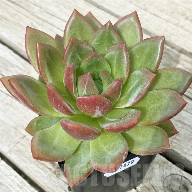 SH17879 Echeveria 'Champagne'