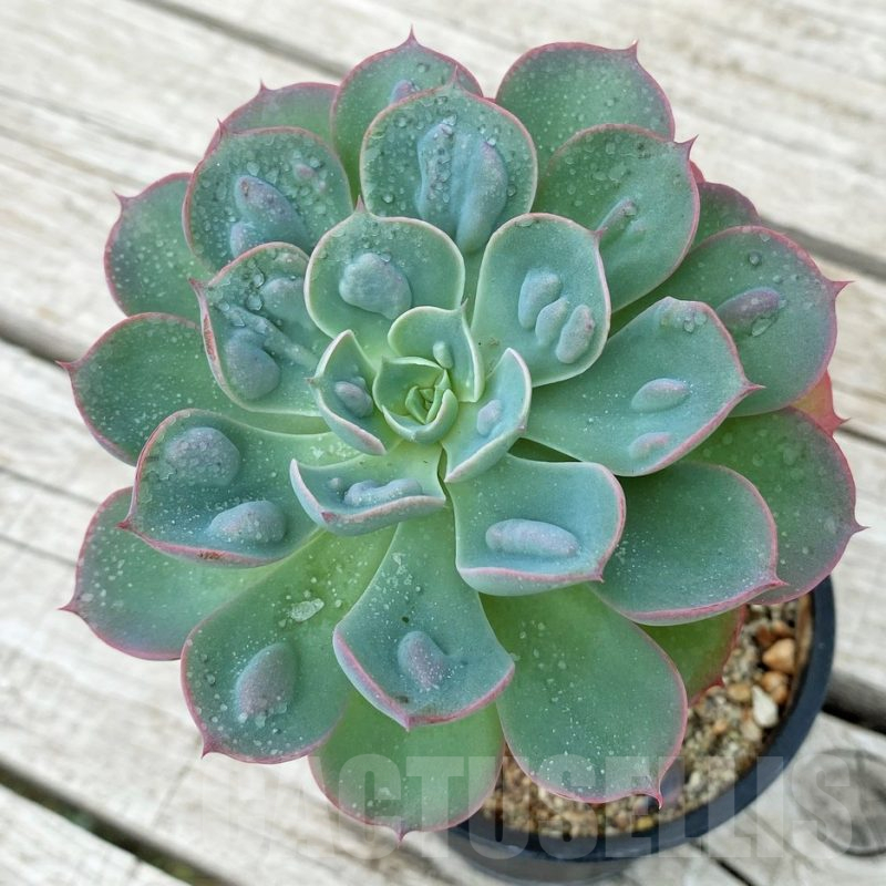 SH17882 Echeveria ‘Rain Drops’