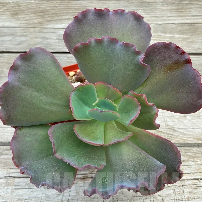 SH17856 Echeveria 'Coral Glow'
