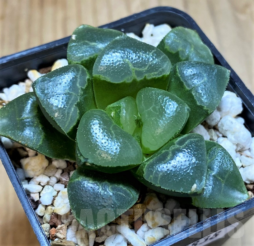 SH16838 Haworthia bayeri ‘Auspicious clouds’ - Image 2