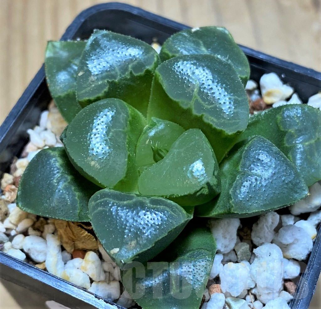 SH16838 Haworthia bayeri ‘Auspicious clouds’
