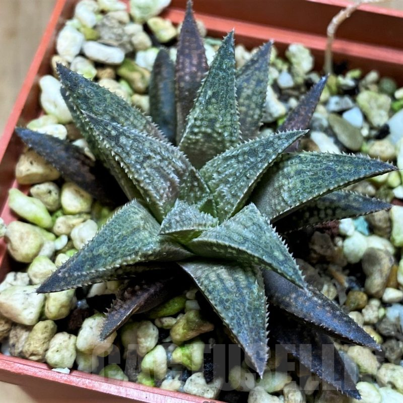 SH16841 Haworthia 'Metallica' hybrid