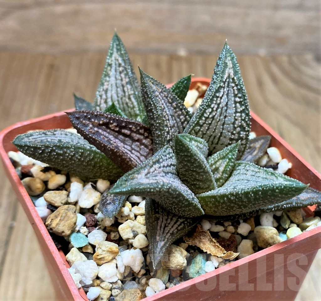 SH16842 Haworthia 'Kintaikyo'