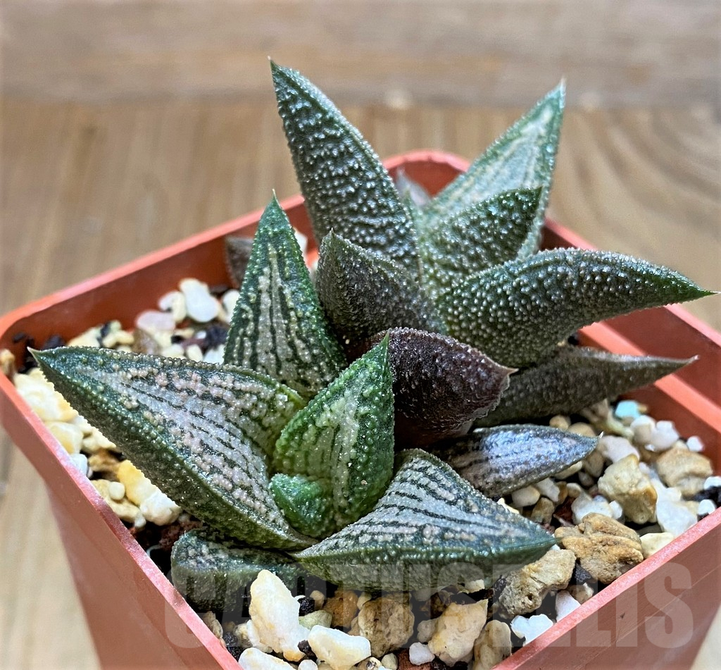 SH16842 Haworthia 'Kintaikyo' - Image 2
