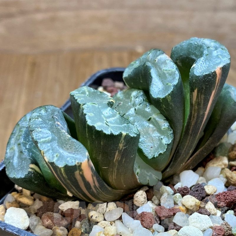 SH16844 Haworthia truncata f. variegata