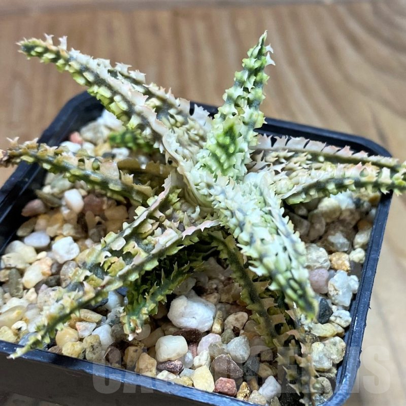 SH16808 Aloe TCT hybrid