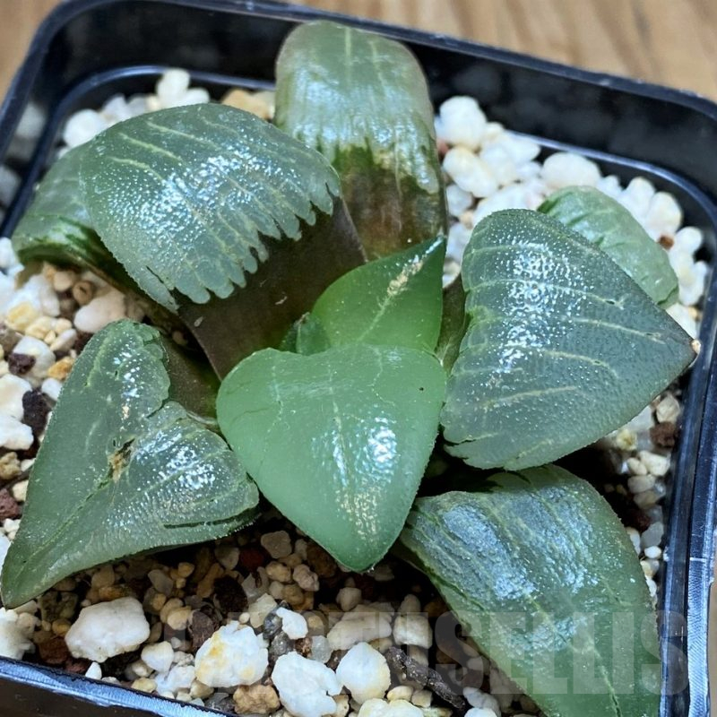 SH16845 Haworthia bayeri hybrid
