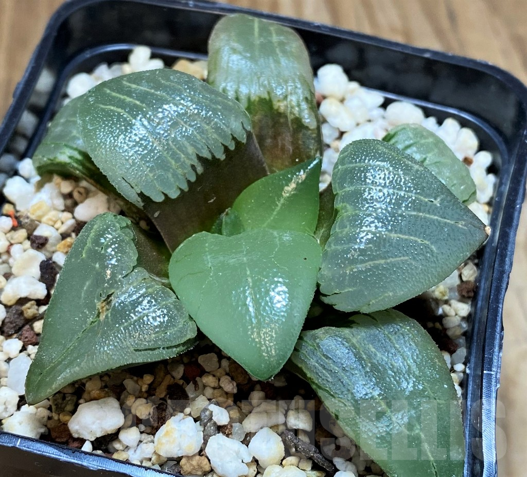 SH16845 Haworthia bayeri hybrid
