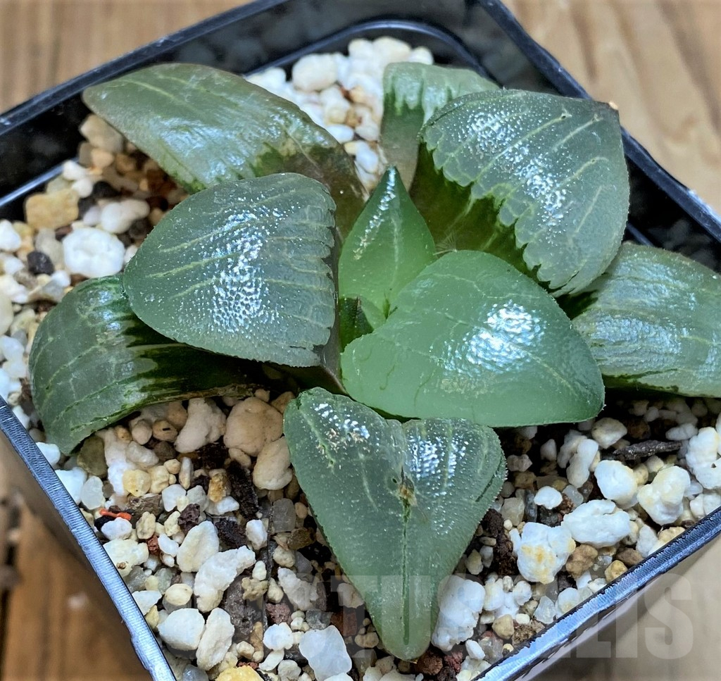 SH16845 Haworthia bayeri hybrid - Image 2