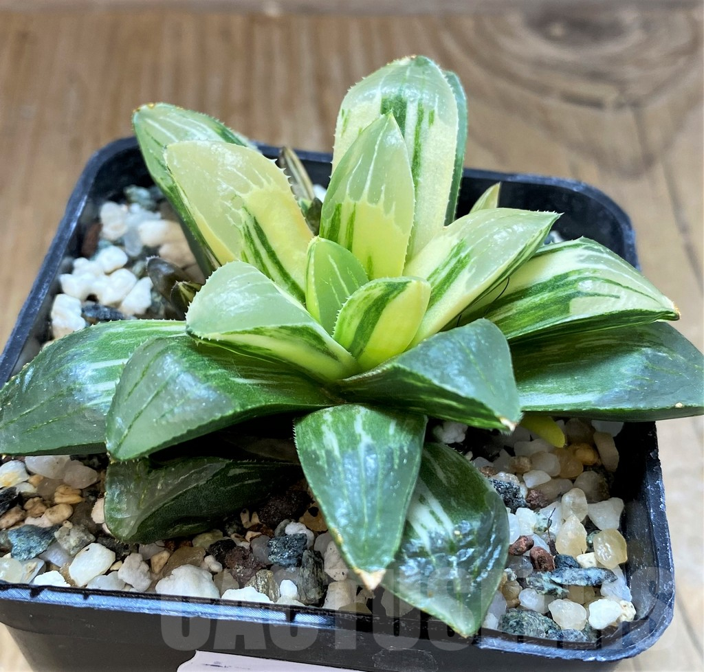 SH16848 Haworthia retusa f. variegata