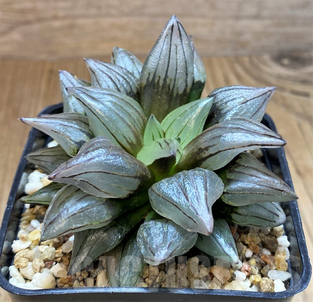 SH16849 Haworthia atrofusca mutant - Зображення 2