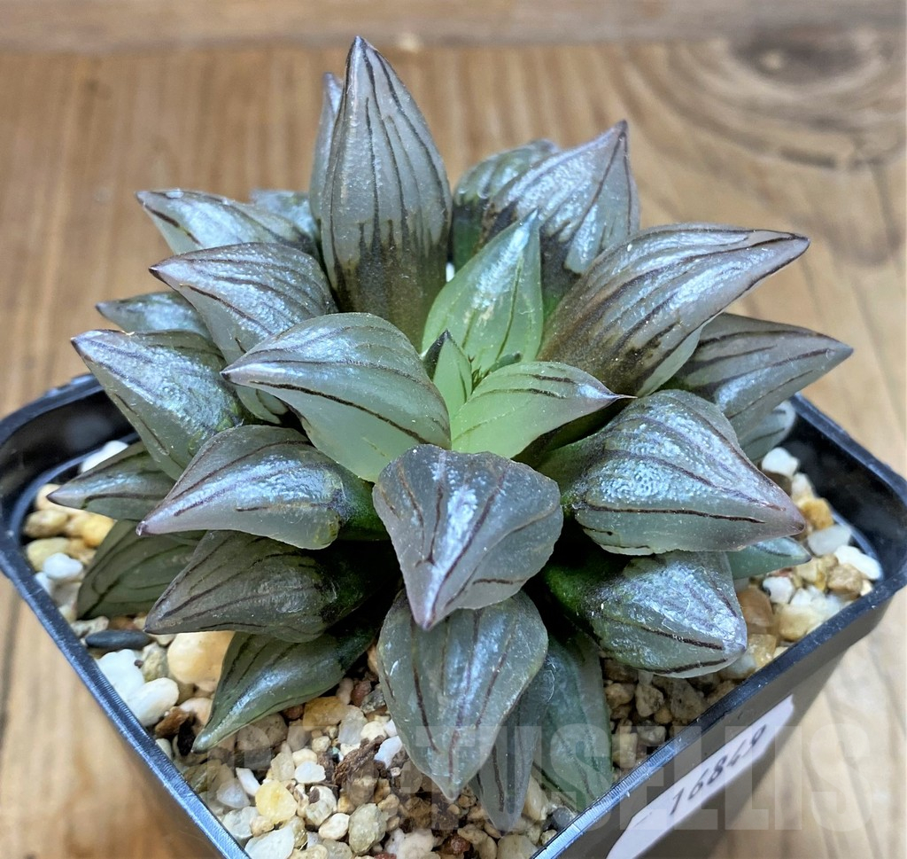 SH16849 Haworthia atrofusca mutant