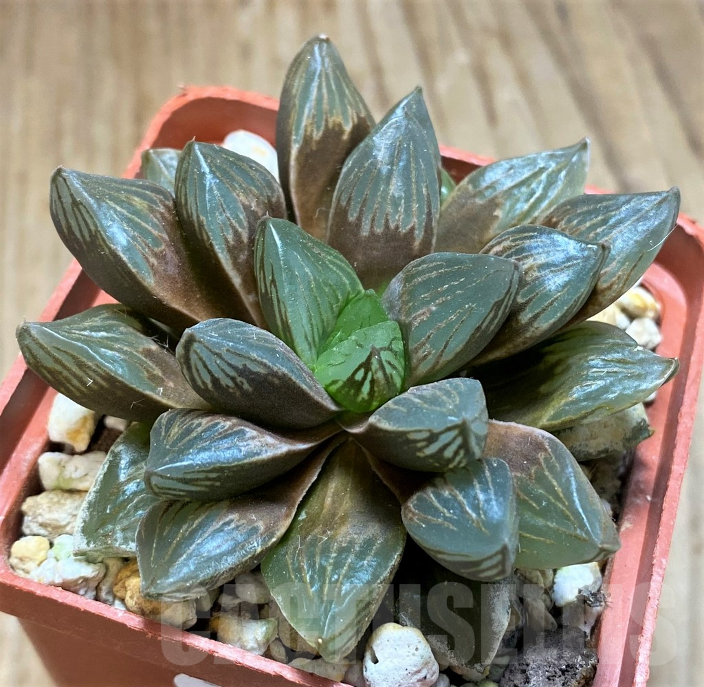 SH16850 Haworthia obtusa 'Black star' - Image 2