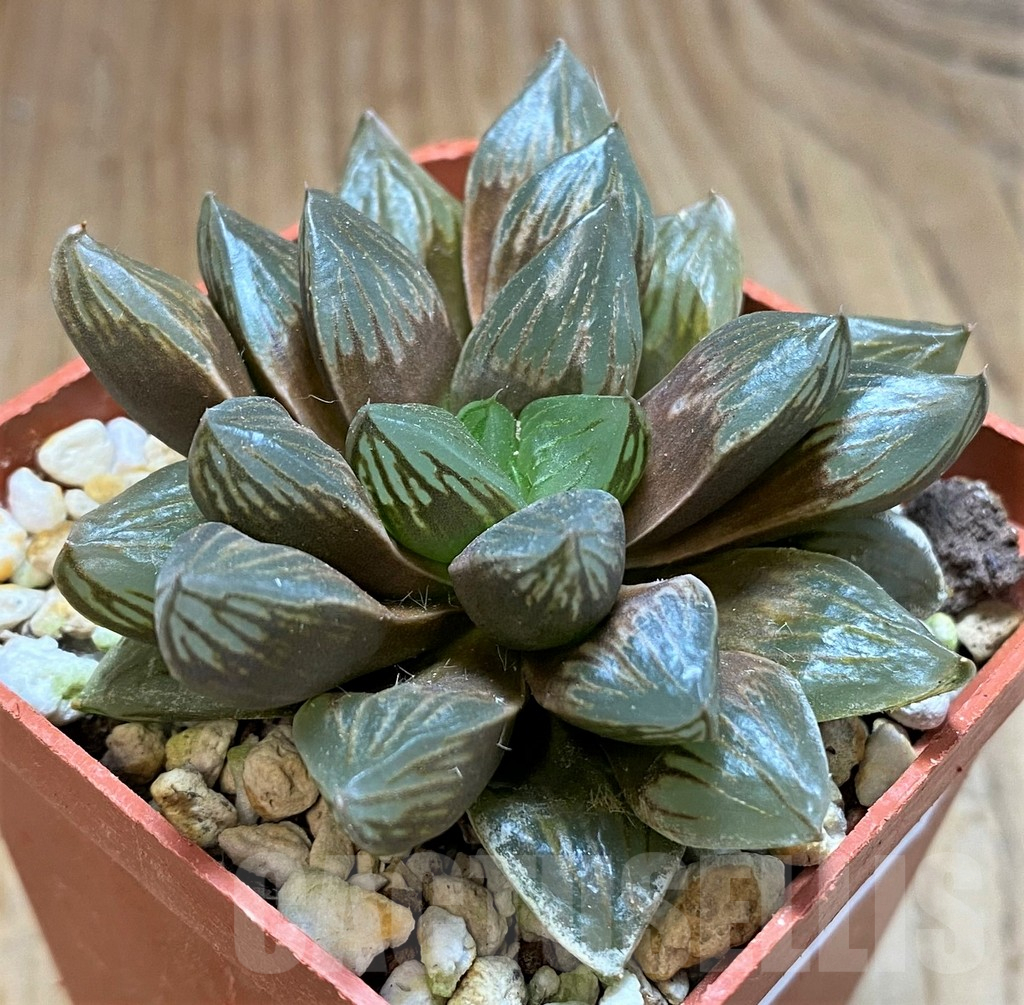 SH16850 Haworthia obtusa 'Black star'