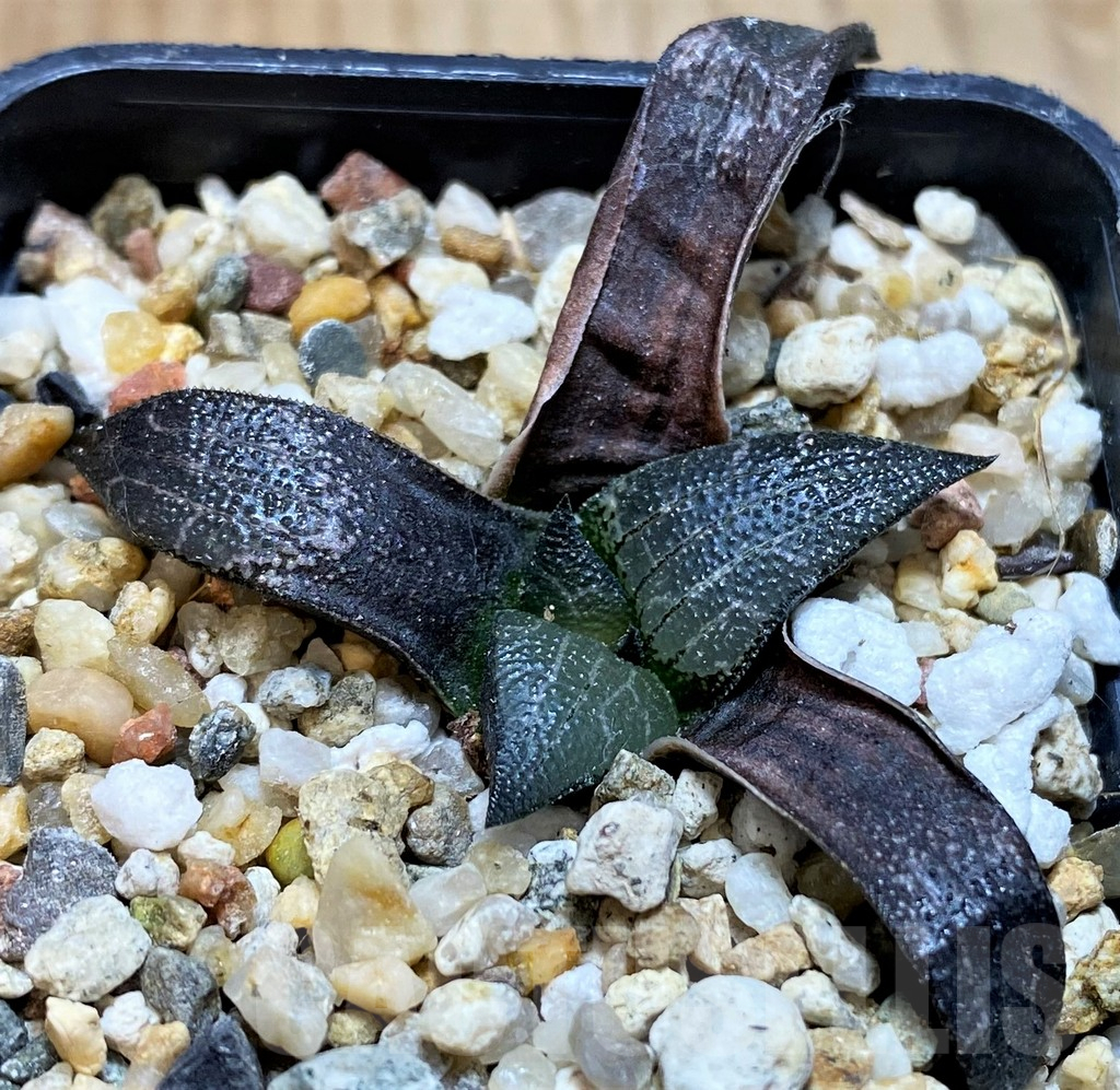 SH16851 Haworthia marxii hybrid