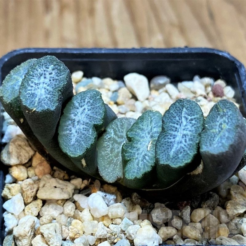 SH16865 Haworthia truncata -Japan-