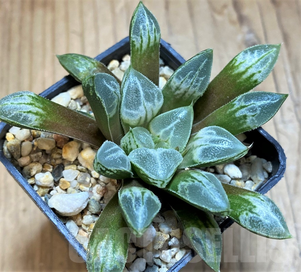 SH16867 Haworthia 'Love Heart' - immagine 2