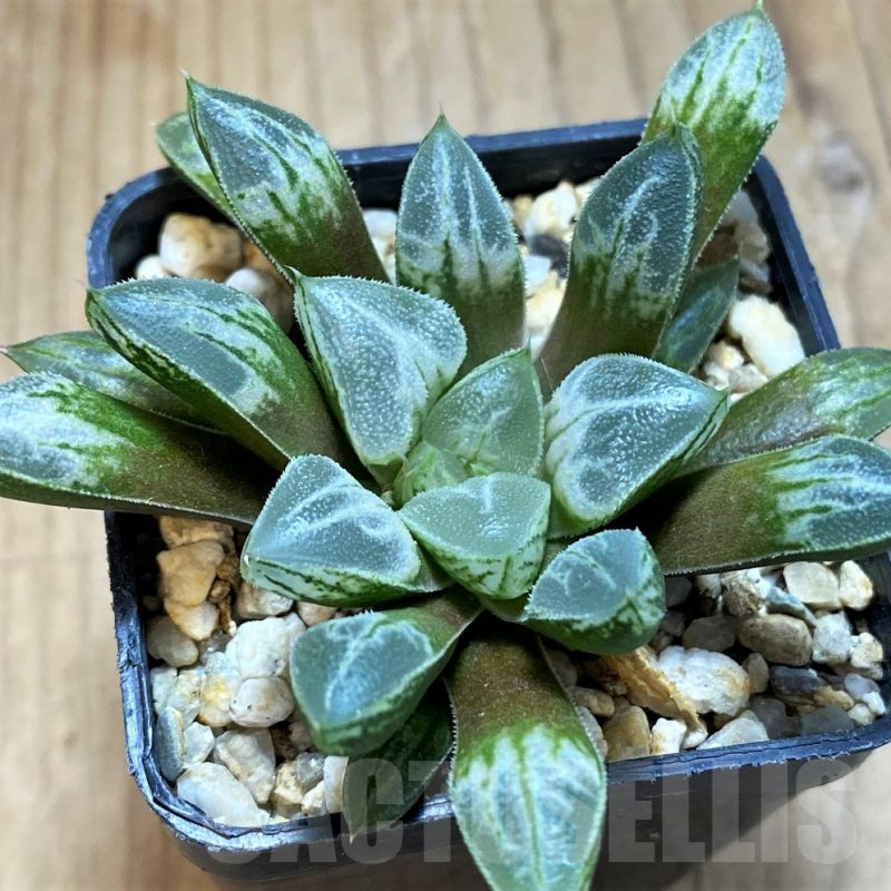 SH16867 Haworthia 'Love Heart'