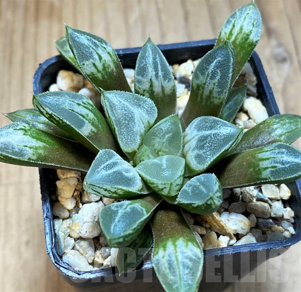 SH16867 Haworthia 'Love Heart'