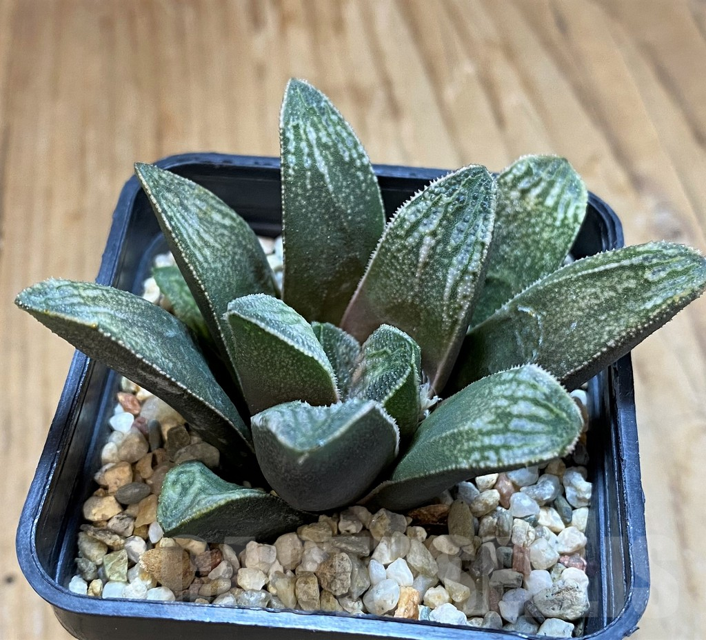 SH16869 Haworthia truncata x splendens hybrid - Image 2
