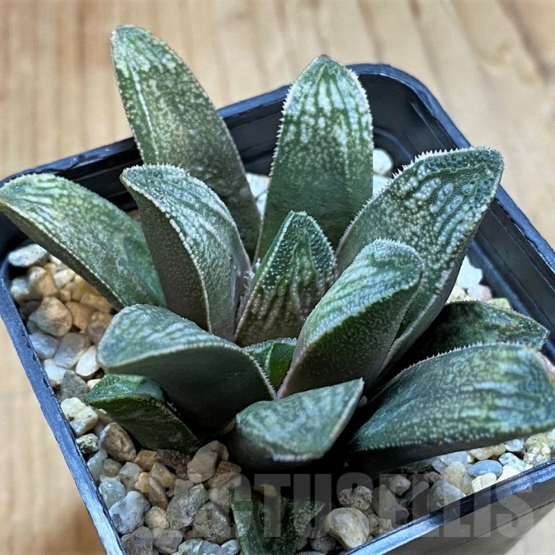 SH16869 Haworthia truncata x splendens hybrid