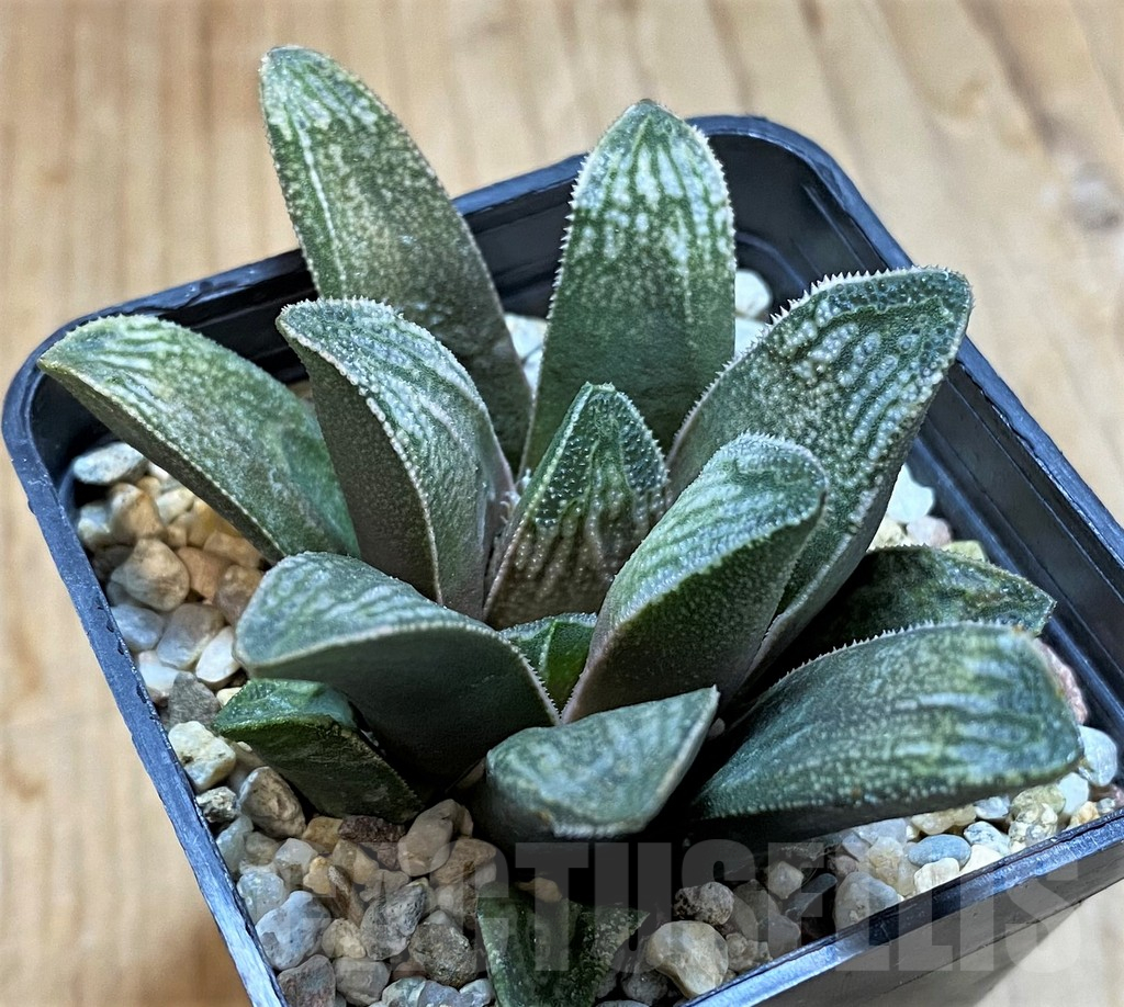 SH16869 Haworthia truncata x splendens hybrid
