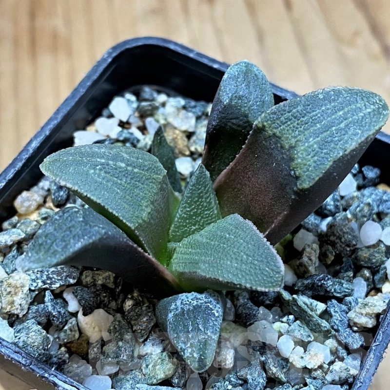 SH16870 Haworthia pygmaea -Hartenbos Hills- seedling