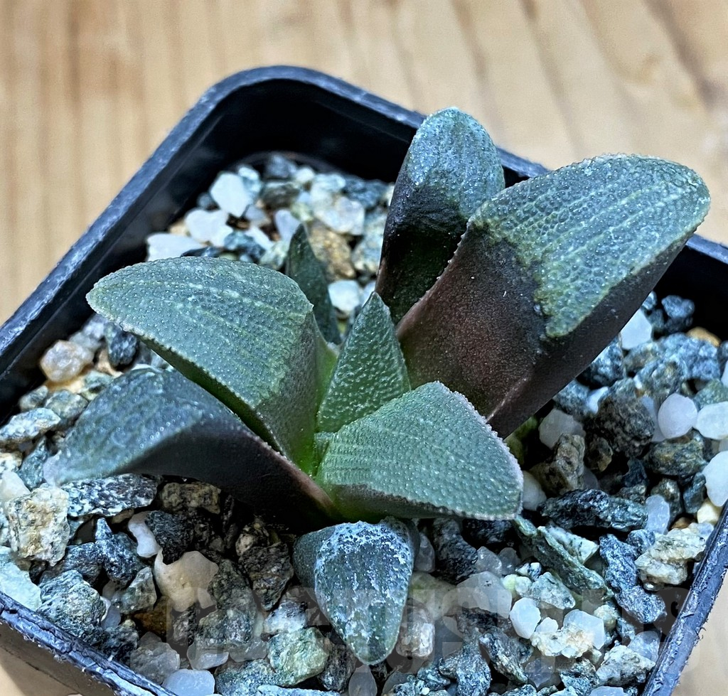 SH16870 Haworthia pygmaea -Hartenbos Hills- seedling