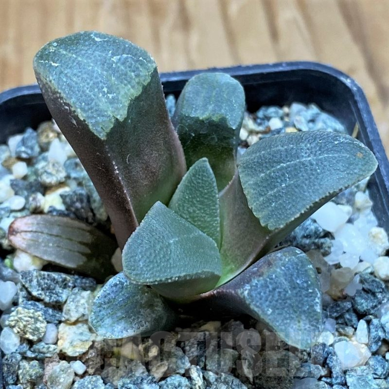 SH16871 Haworthia pygmaea -Hartenbos Hills- seedling