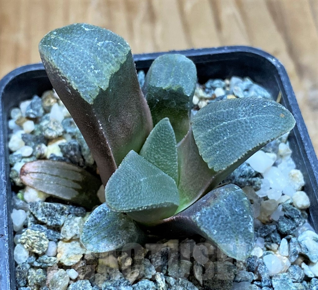 SH16871 Haworthia pygmaea -Hartenbos Hills- seedling