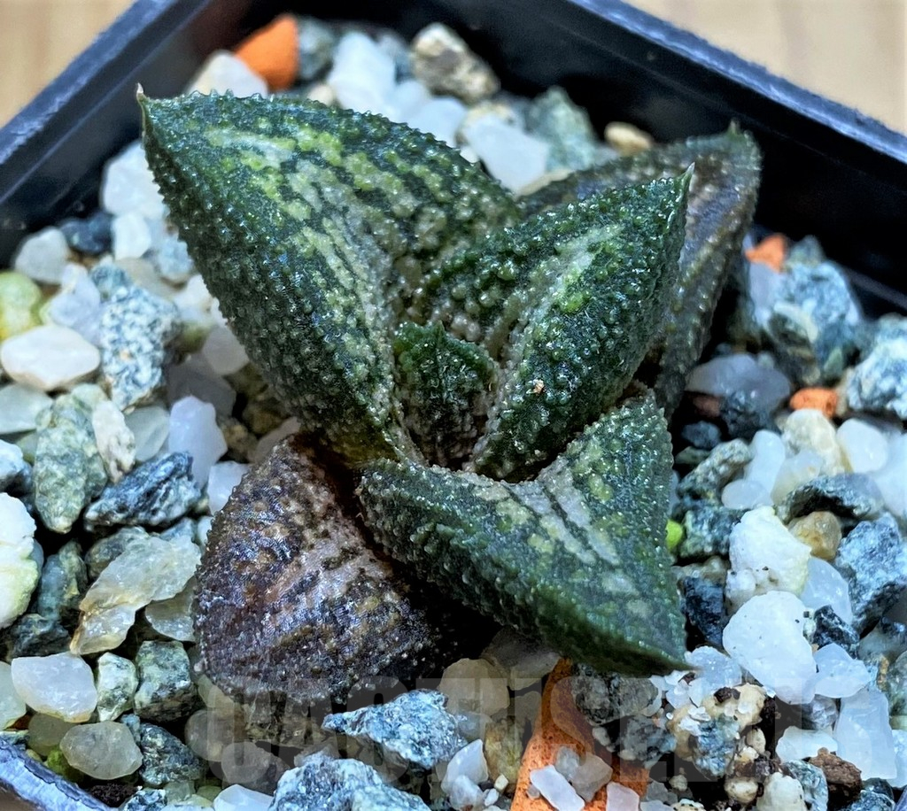 SH16873 Haworthia 'Kintaikyo'