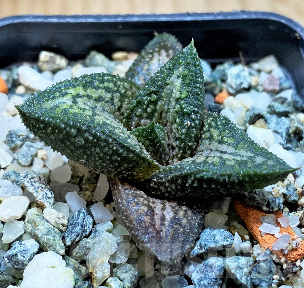 SH16873 Haworthia 'Kintaikyo' - immagine 2