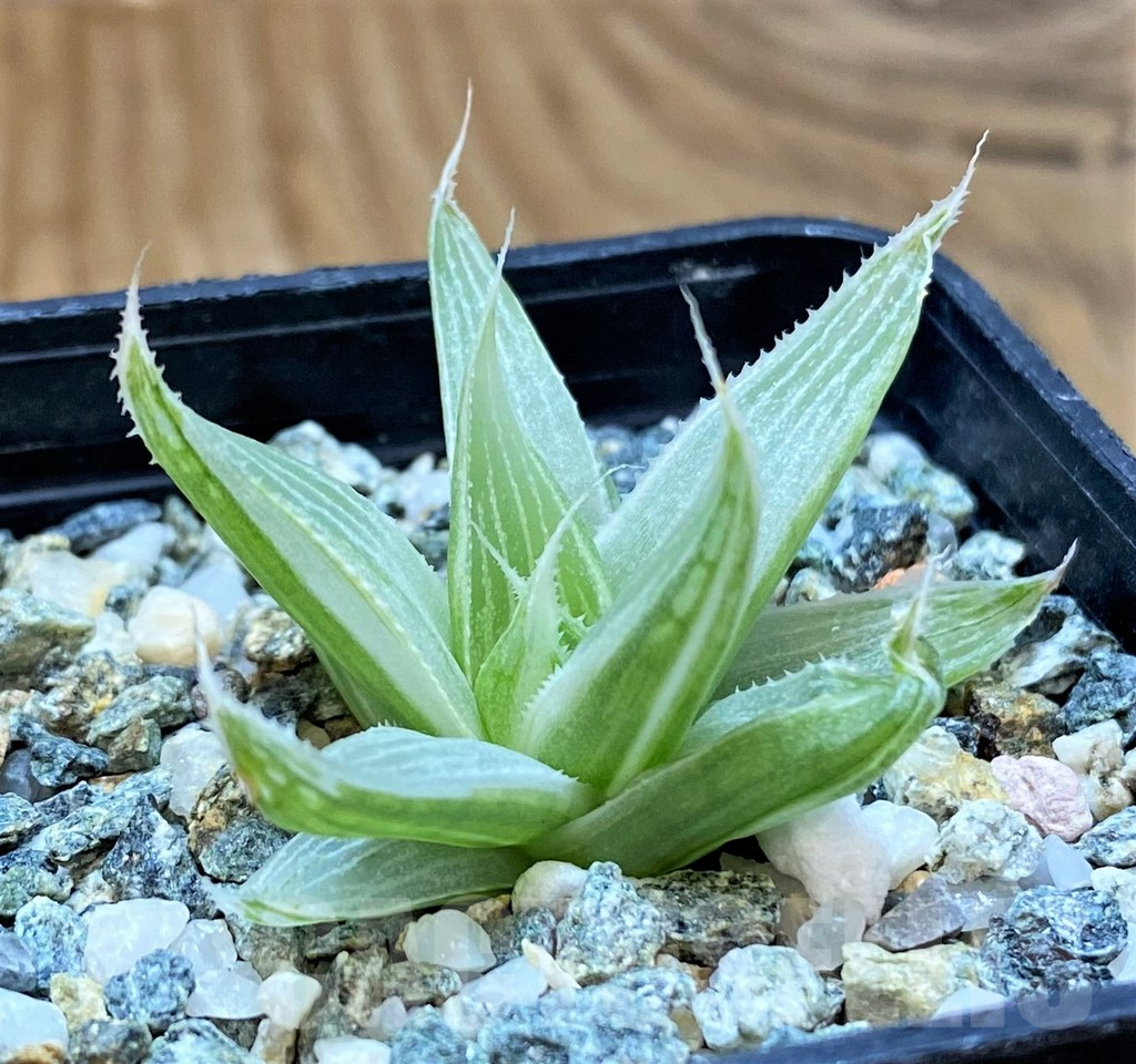 SH16874 Haworthia 'Grey Ghost' - Image 2