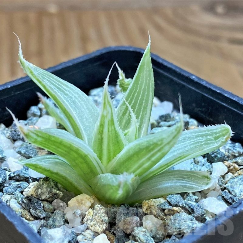 SH16874 Haworthia 'Grey Ghost'