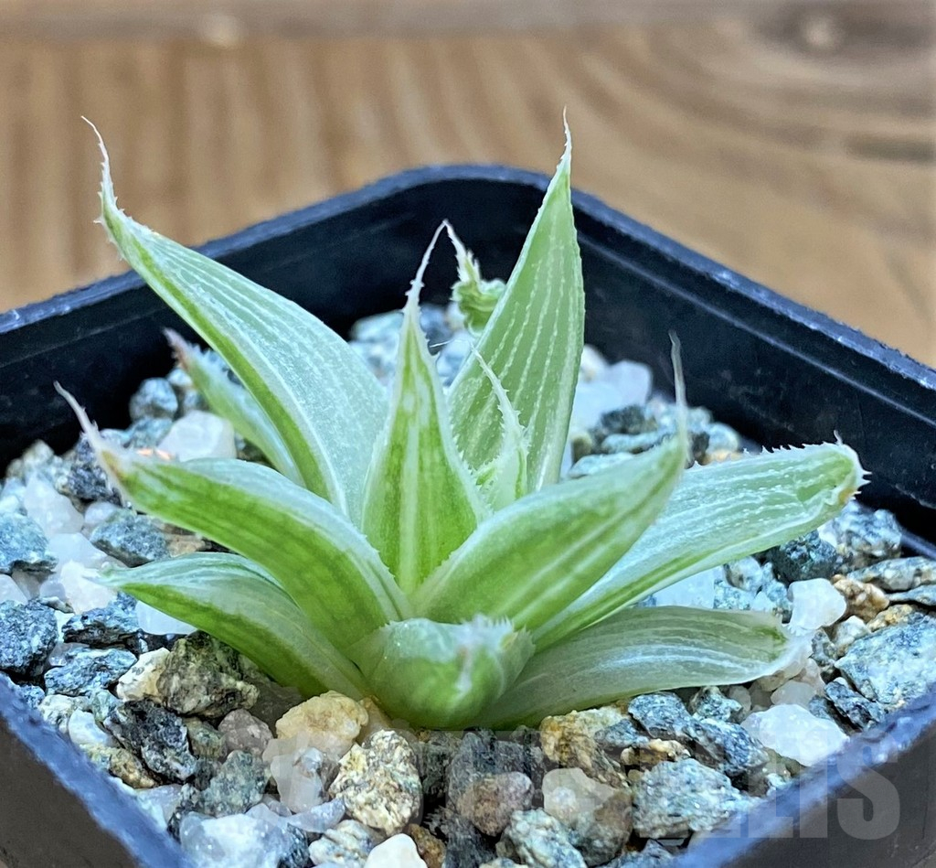 SH16874 Haworthia 'Grey Ghost'