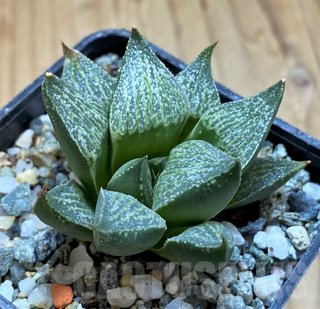 SH16875 Haworthia splendens -E. of Albertina- SH