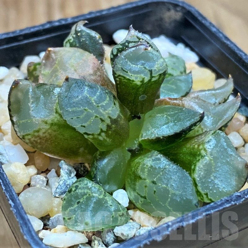 SH16812 Haworthia comptoniana mutant