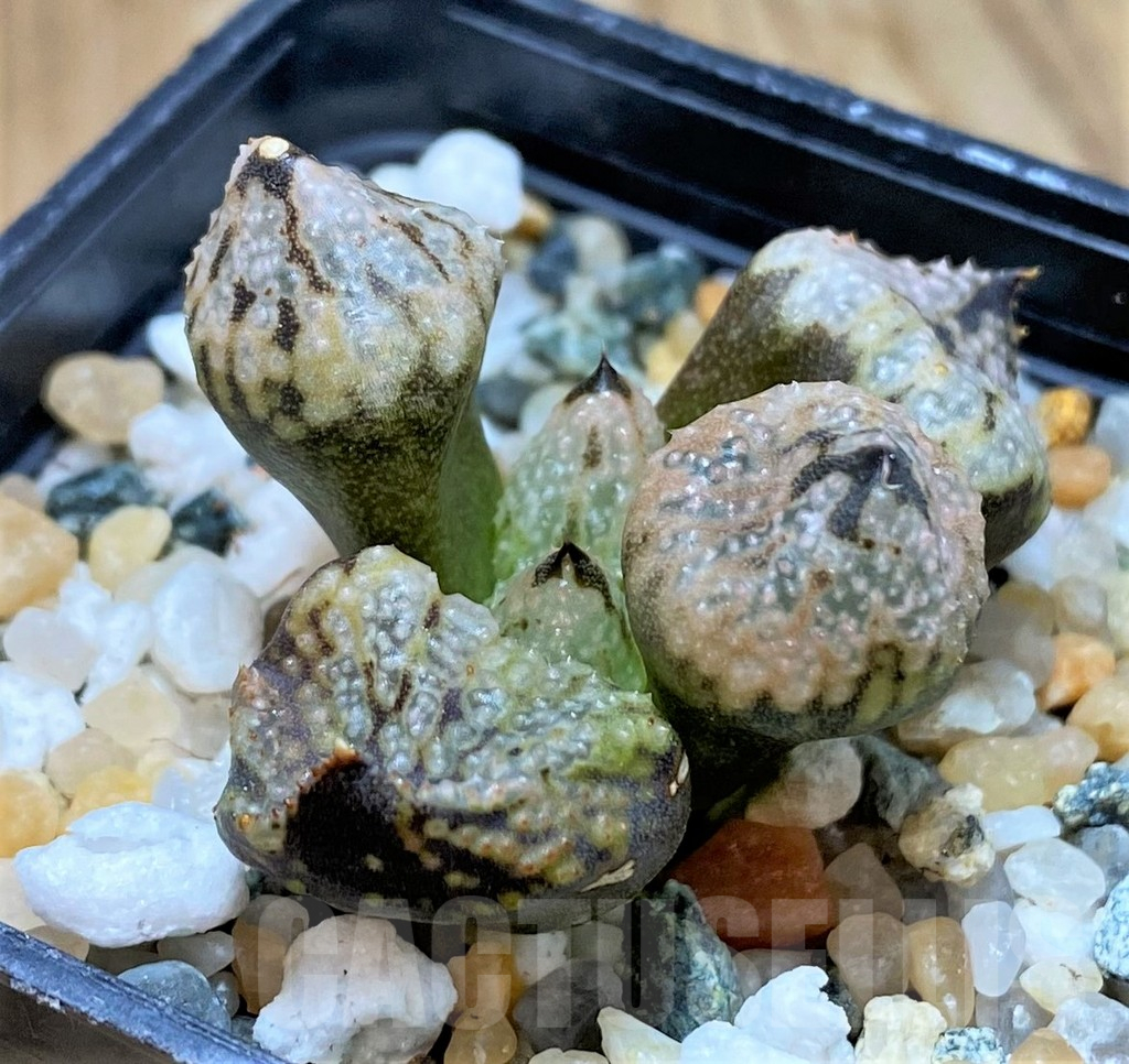 SH16813 Haworthia ‘Princess Kazunomiya Mutant’ - immagine 2