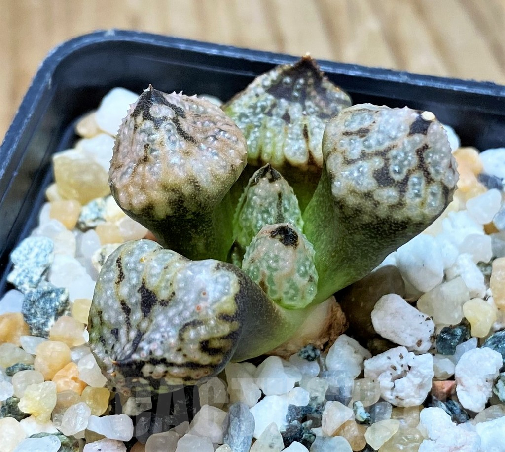 SH16813 Haworthia ‘Princess Kazunomiya Mutant’