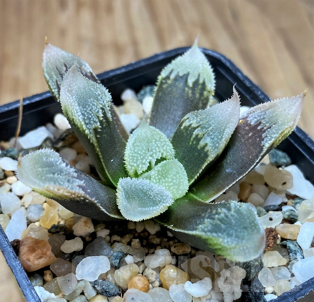 SH16814 Haworthia ‘Hakuteijyo’ mutant - Image 2